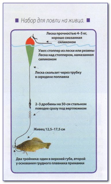 Где Купить Живца Для Рыбалки В Новосибирске