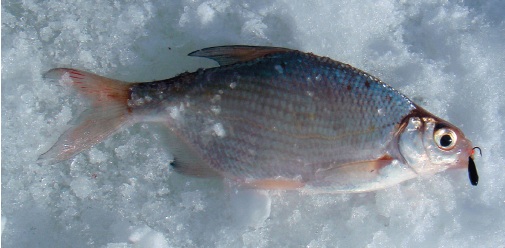 рыба, пойманная в снегу