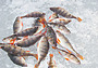 Зимняя рыбалка в корягах