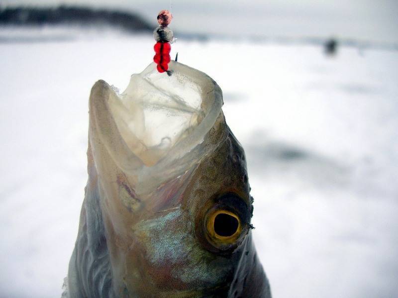 Как эффективно ловить на мормышку зимней удочкой - основные правила игры мормышкой - читайте на сatcher.fish