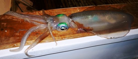 Описание ловли кальмаров: советы по снасти и наживке