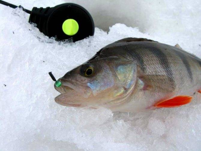 Зимняя рыбалка на безмотылку