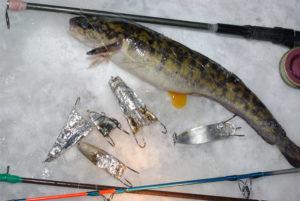 Зимняя рыбалка на налима