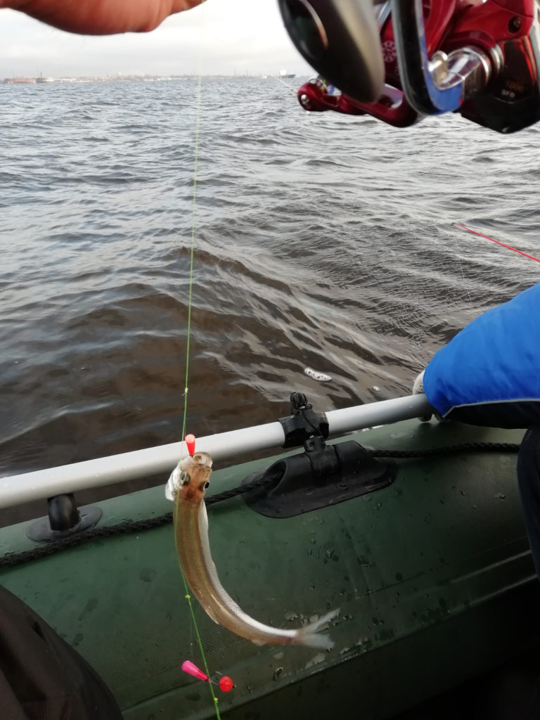 Корюшка пойманная на мормышку с лодки на финском заливе