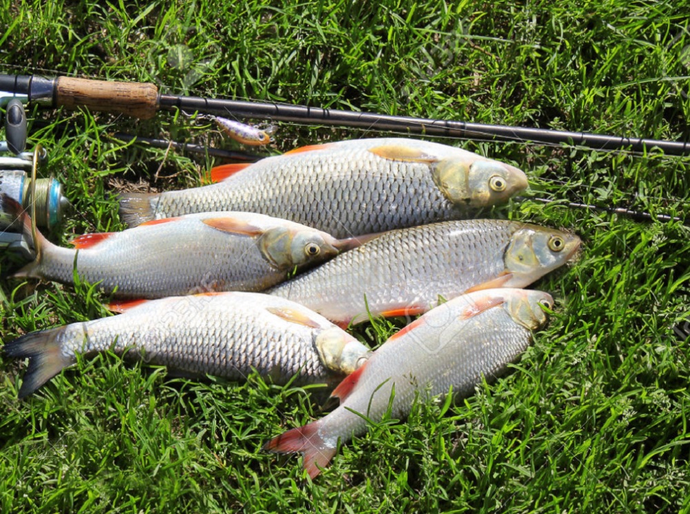 Советы по рыбалке для летних выветриваемых идей
