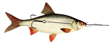 Снаряжение для мертвой рыбы: описание и техника ловли хищной рыбы