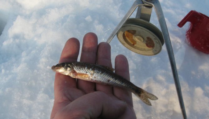 Зимняя рыбалка на живца