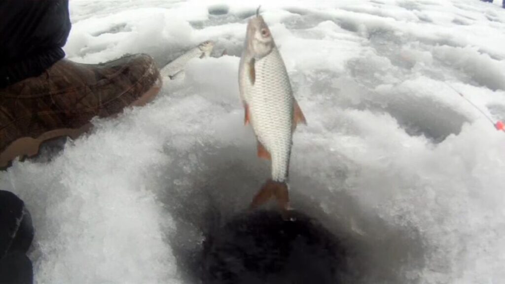 Зимняя рыбалка на плотву на джигу