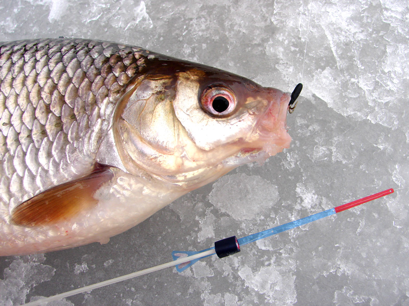 Зимняя рыбалка на дьявола: как собрать джиг, техника и советы по рыбалке