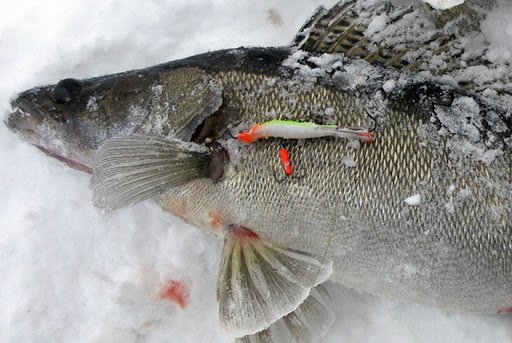 Зимняя рыбалка на балансир: как выбрать уловистые, как ловить и подготовить удочки