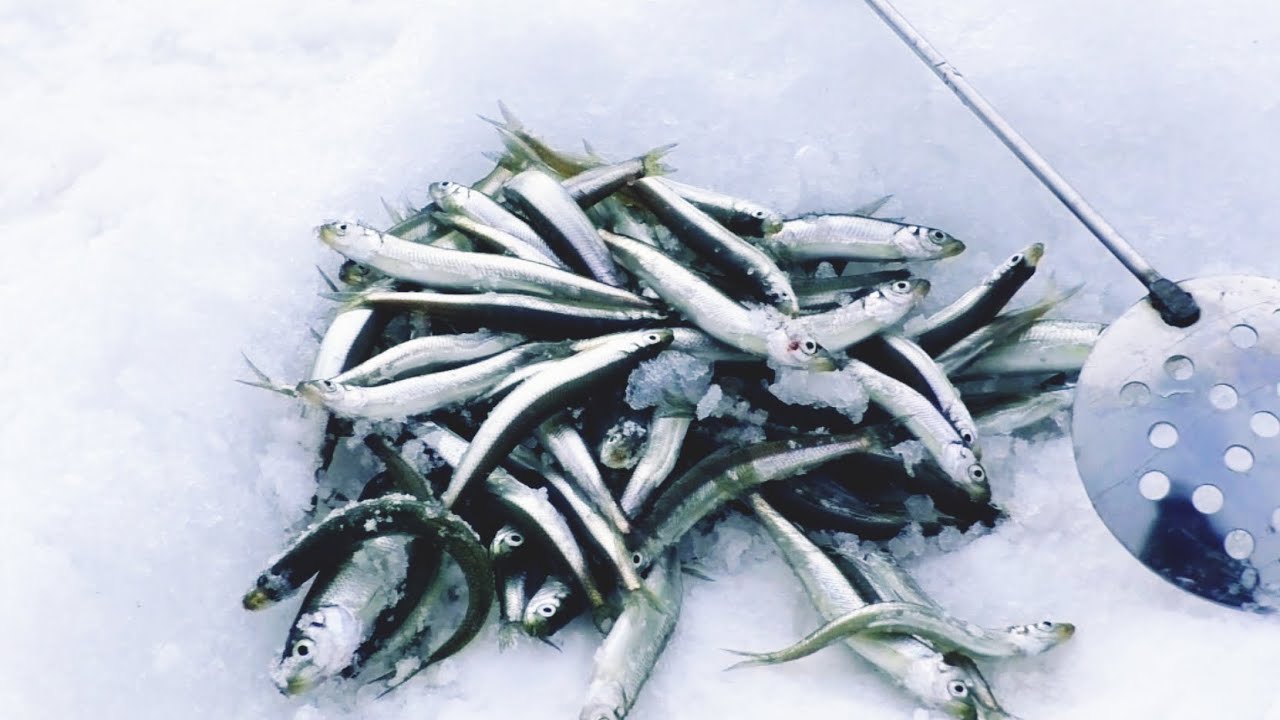 Рыбалка в Ленинградской области как дикарь - широкие возможности для всех рыболовов