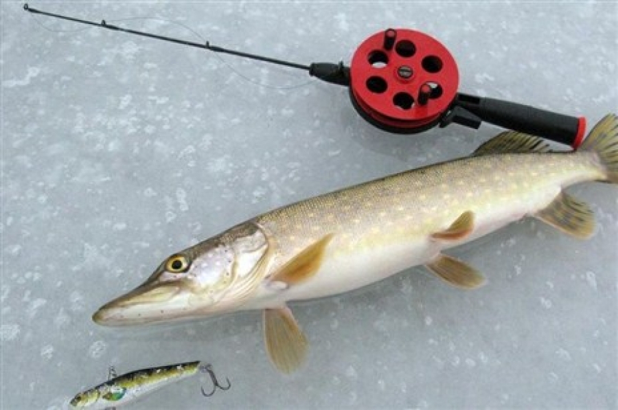 Как ловить крысолова зимой: 15 лучших флюидов для зимней рыбалки