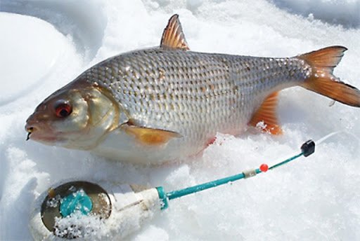 Леса для начинающих: советы, секреты и приемы зимней рыбалки