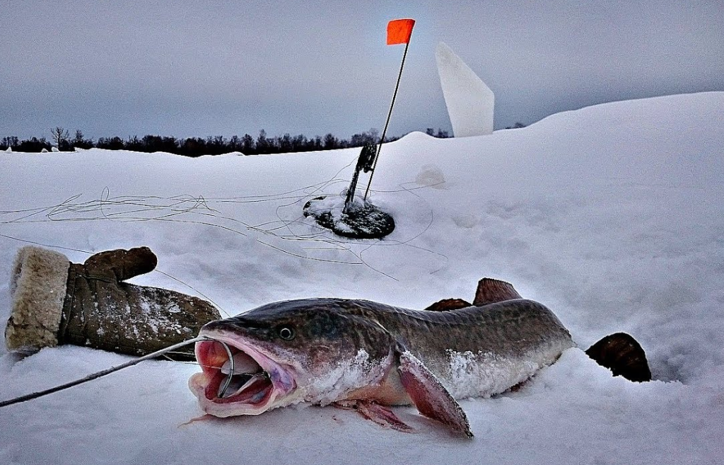 Зимняя рыбалка на налима - 7 привлекательных инструментов для ловли большеротого хищника