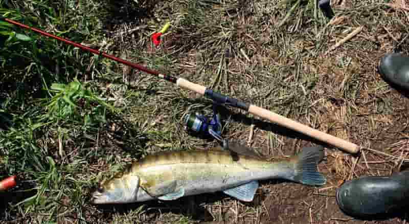 Запрет на спиннинг, можно ловить рыбу в запрете на нерест