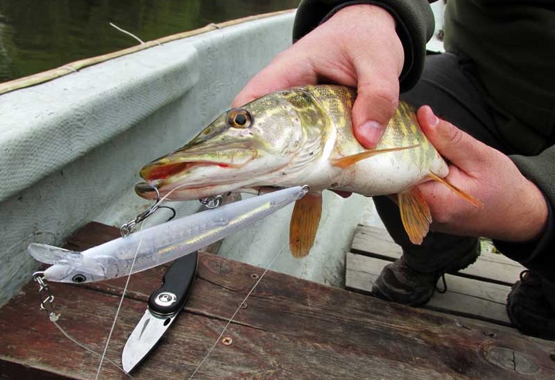 Рыбалка в ноябре на щуку на спиннинг: где смотреть, когда клюнет, наживка
