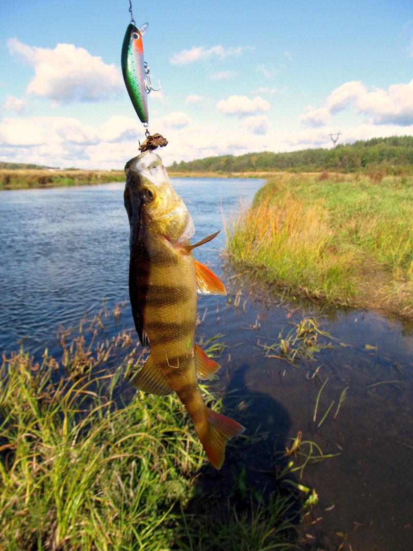 Рыбалка в Ленинградской области как дикарь - широкие возможности для всех рыболовов