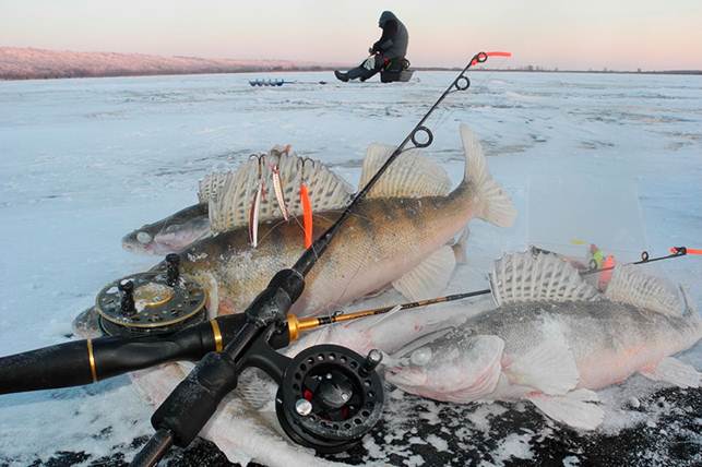 Как ловить судака на кильку зимой: такелаж, приманки, рыбалка
