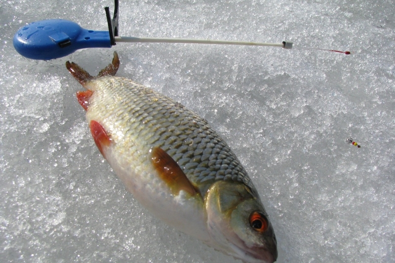 Рыбалка зимой на течении - поисковая тактика реки, снаряжение, кормление
