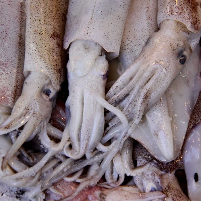 Кальмары и каракатицы как приманки для средиземноморских рыб, где добыть, консервировать, как сажать,