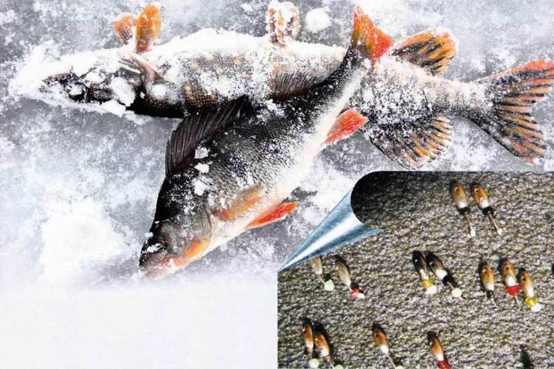 Ловля крупного окуня зимой со льда на мормышку и блесну