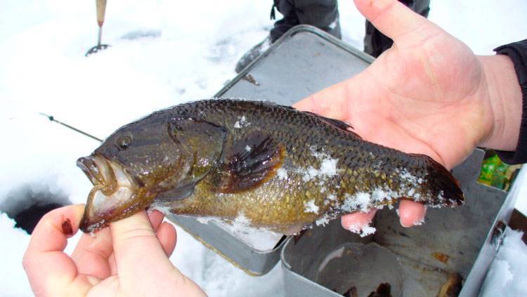 Как ловить ротан зимой: особенности зимней рыбалки