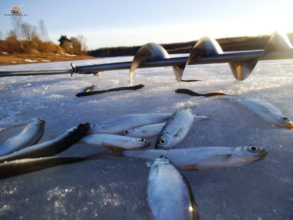 Зимняя рыбалка на щуку: секреты ловли зимой, популярные снасти, подходящие наживки и приманки