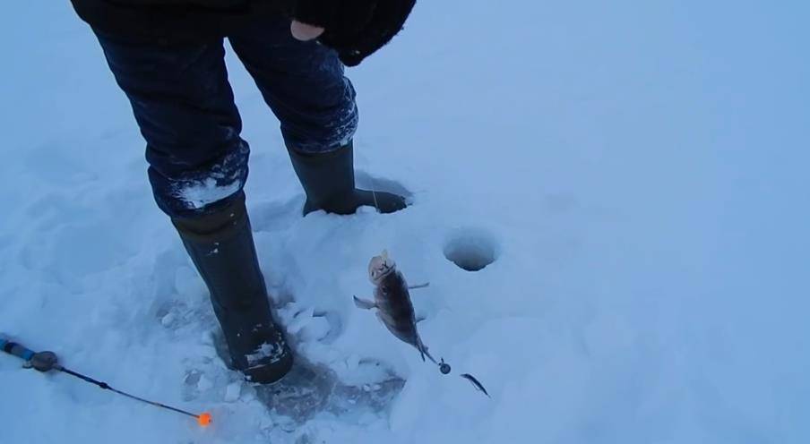 Ловля судака на кильку зимой: видео, снаряжение и тактика ловли и троллинга, ловля на кулачок
