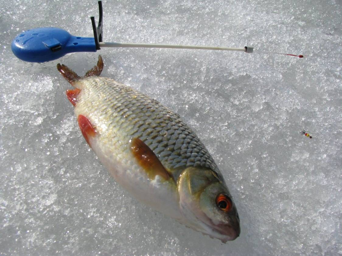 Зимняя ловля плотвы на джигу с мотылем и ретрактором, а также выбор поплавковых снастей для зимней ловли плотвы