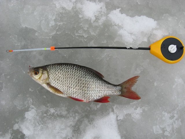 Целенаправленная ловля красноперки из-подо льда является увлечением лишь немногих энтузиастов зимней рыбалки
