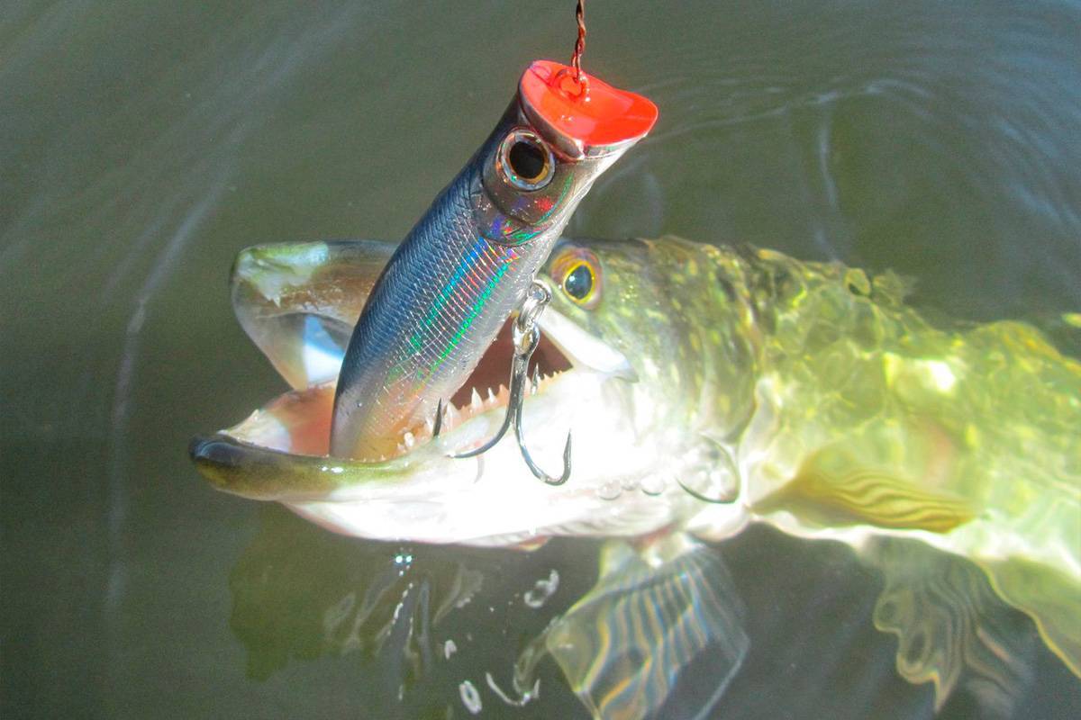 Рыбалка на щуку с шаткой: что лучше выбрать? характеристики и техника ловли