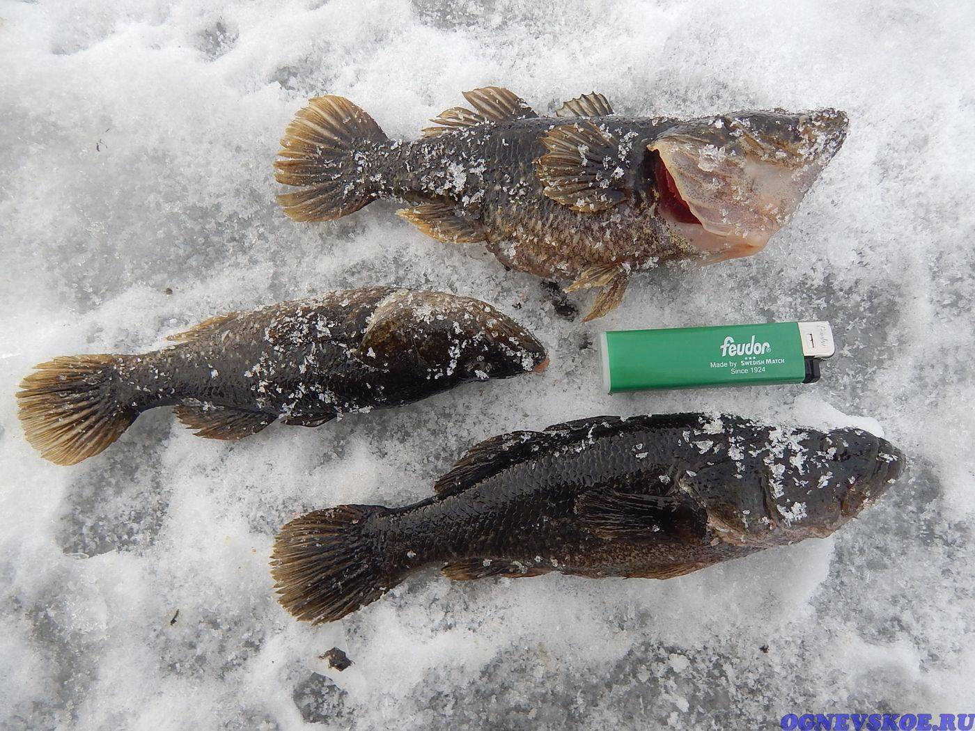 Зимняя рыбалка из ротанга: выбор снаряжения и наживки, когда лучше всего брать наживку при подледной рыбалке