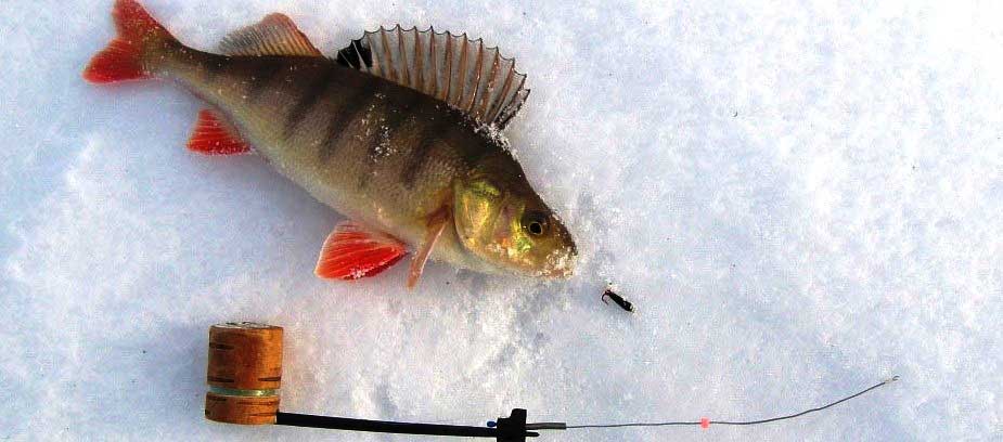 Ловля ерша зимой на мормышку - читайте на сatcher.fish