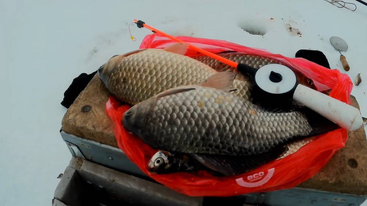 Не напугайте рыбака от холода: приманки на карася зимой