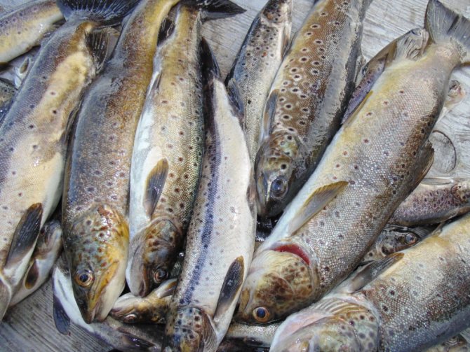Кумжа и форель - это лососевые рыбы, которые водятся в озерах и доступны для ловли круглый год