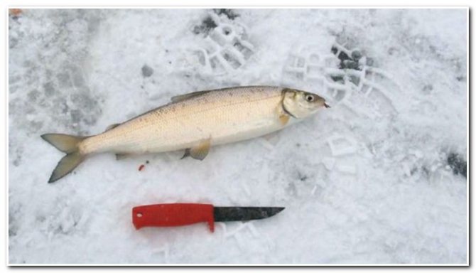 зимняя рыбалка на сига
