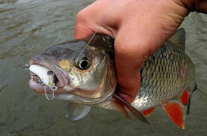 Рыбалка на реке Иде - где и что ловить, какое снаряжение использовать