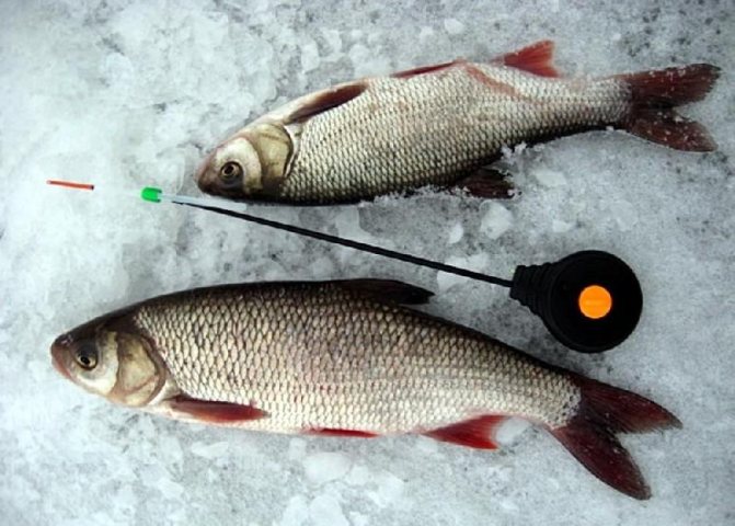 Идея зимняя рыбалка фото 4