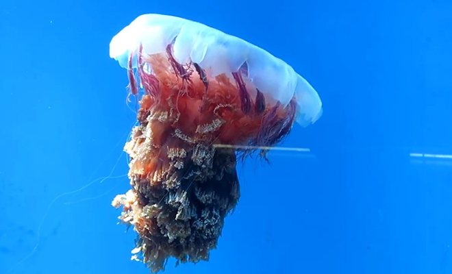 Арктическая цианея медуза