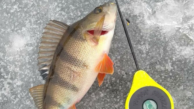 Микролыс для зимней рыбалки: как поймать и сделать самому