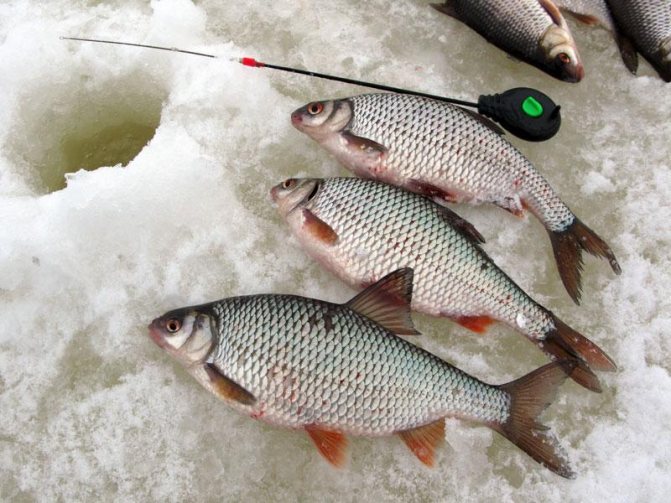 Пойманная рыба на льду