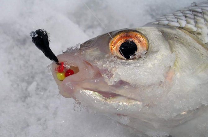 Зимняя рыбалка с катушкой