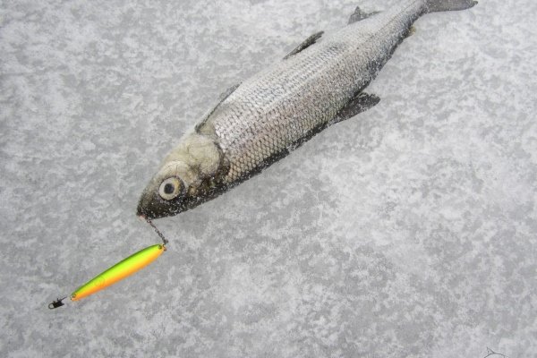 Зимняя рыбалка на рипус